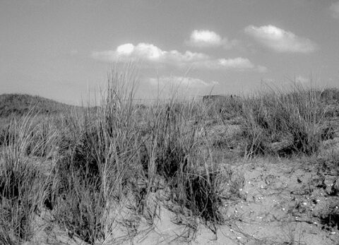  Dunes de sable #5